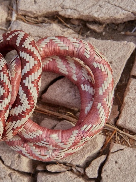 Johanna Ortiz Cosmic Serpent bangles bracelets - Pink - zdjęcie produktu nr 1
