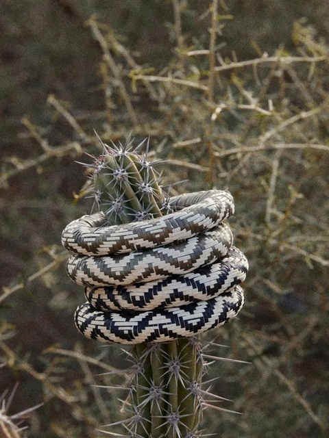 Johanna Ortiz Cosmic Serpent bangles bracelets - Green - zdjęcie produktu nr 2